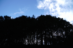 青い空と黒い森