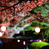 桜祭り