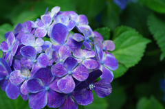 蒼い紫陽花　縁が綺麗