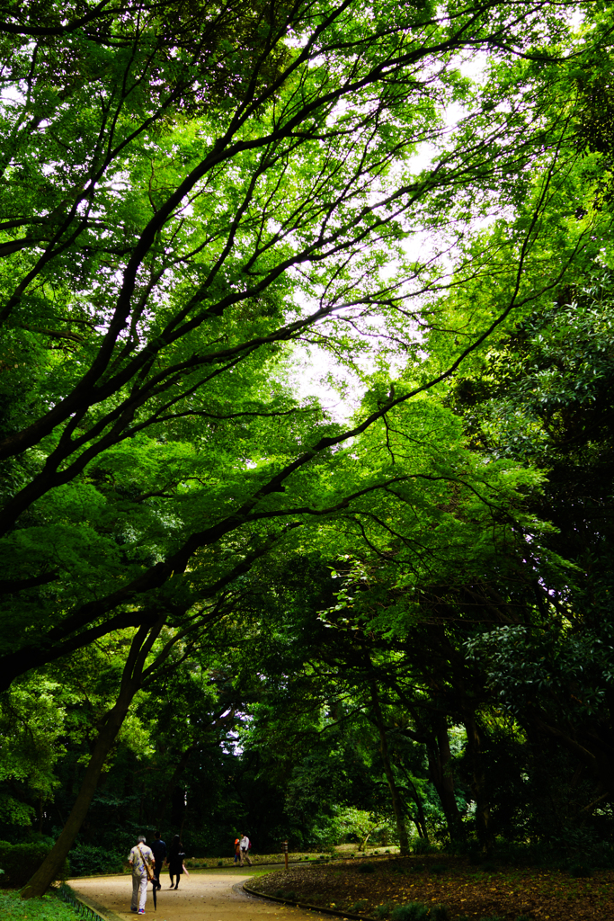くもり空とみどりの傘