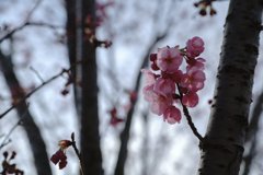 八重桜