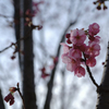 八重桜