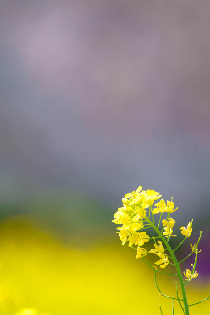 ふんわり菜の花