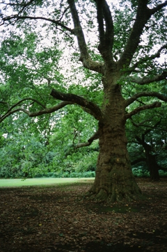 森の主 フィルムVer