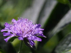 ムラサキのお花