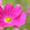 秋桜