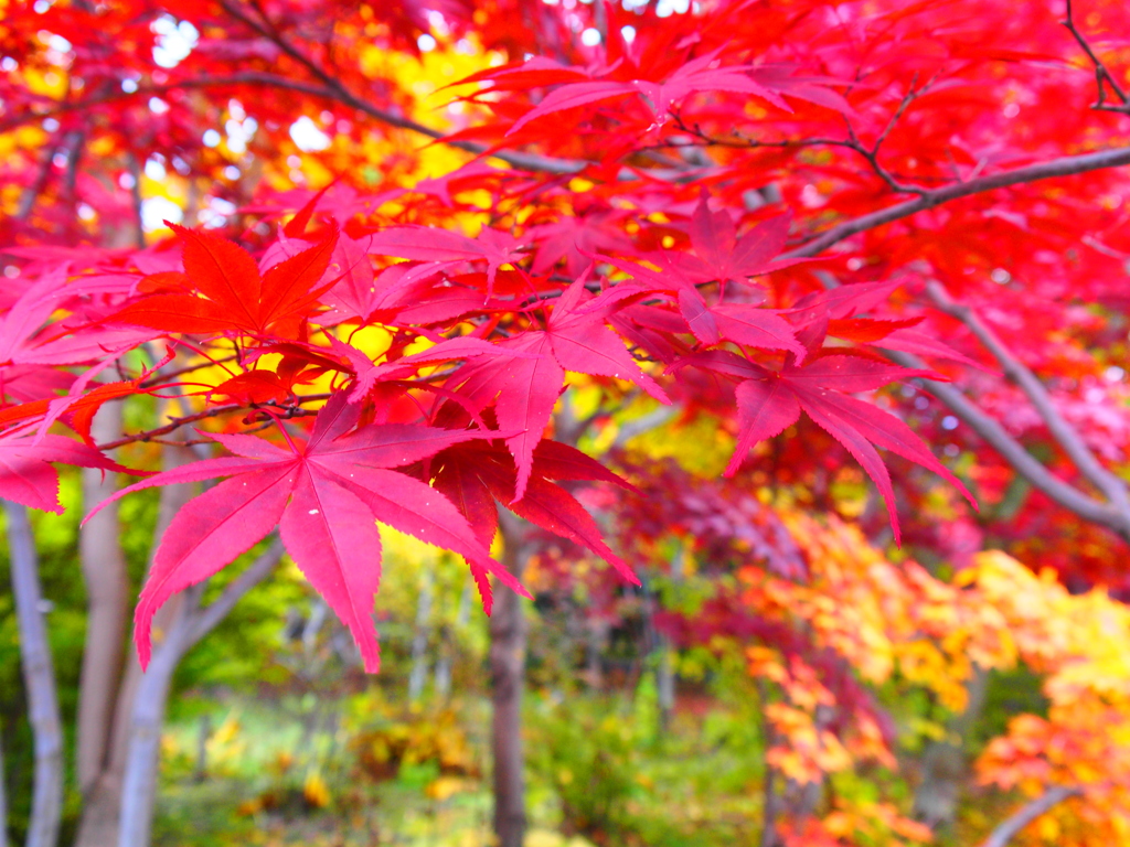 真っ赤な紅葉