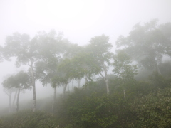 霧の森