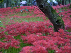 雨の曼珠沙華公園