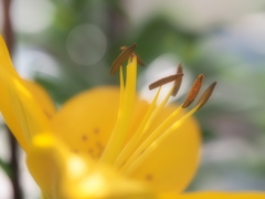 黄色のユリ