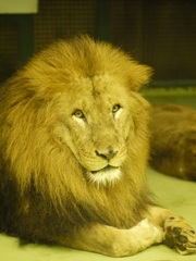 百獣の王（カメラ目線）