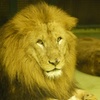 百獣の王（カメラ目線）