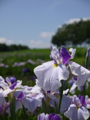 菖蒲園にて