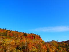秋の紅葉♪