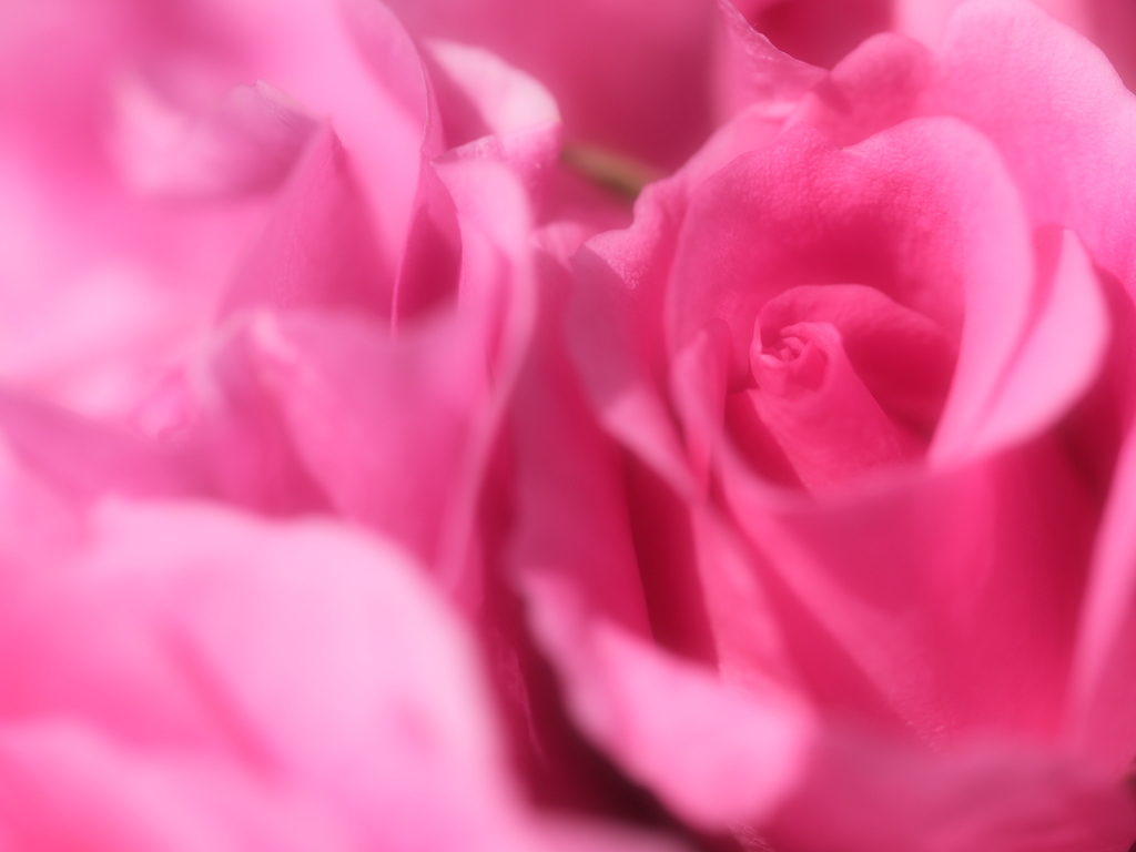 ROSE　8