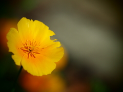 オレンジのお花♪