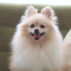 モフモフちゃん
