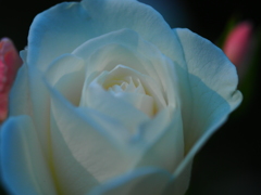 白のバラ