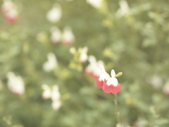 お花３