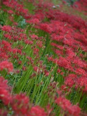 日本一の曼珠沙華群生地