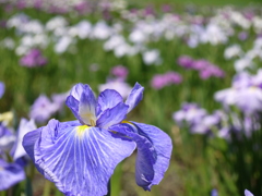 花菖蒲園にて