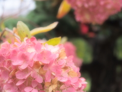 あじさいだと思ってた
