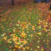 足元の紅葉
