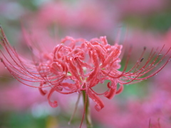 雨の曼珠沙華3