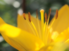 黄色いユリ