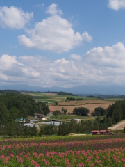 美瑛な風景♪♪♪