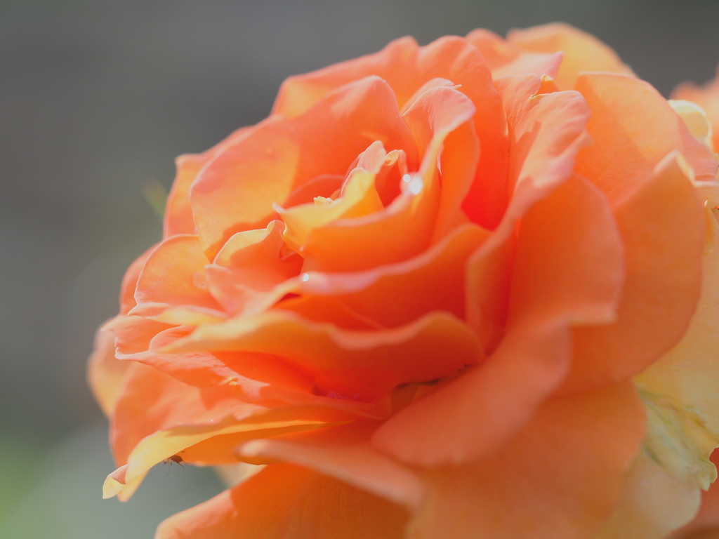 ROSE　16