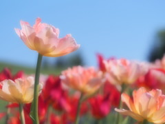 ちょっと大きめ