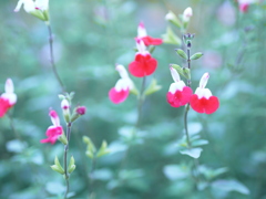 お花２
