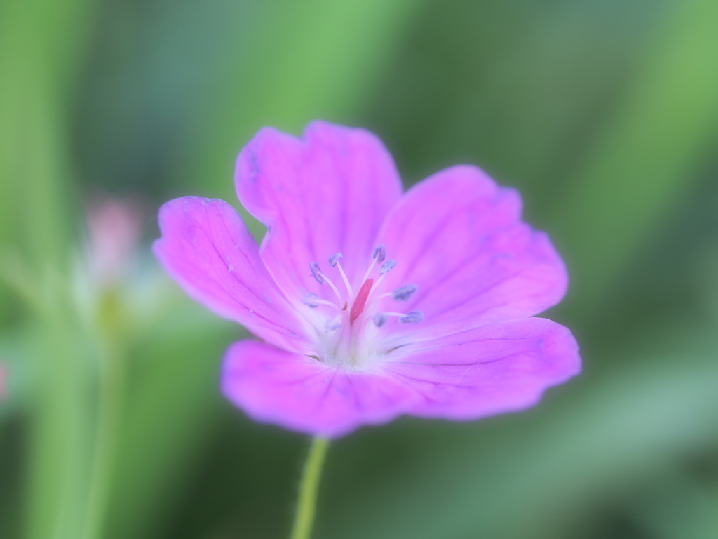 むらさきのお花