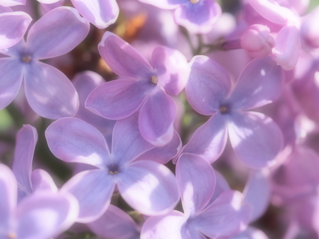 まるでお花畑