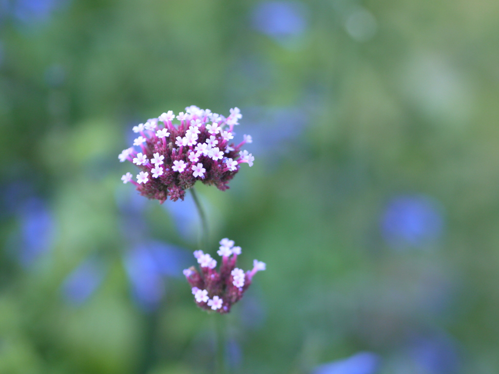 お花４