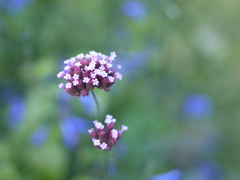 お花４