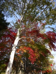 白樺と紅葉