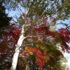 白樺と紅葉