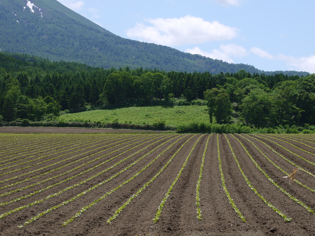 田舎の風景