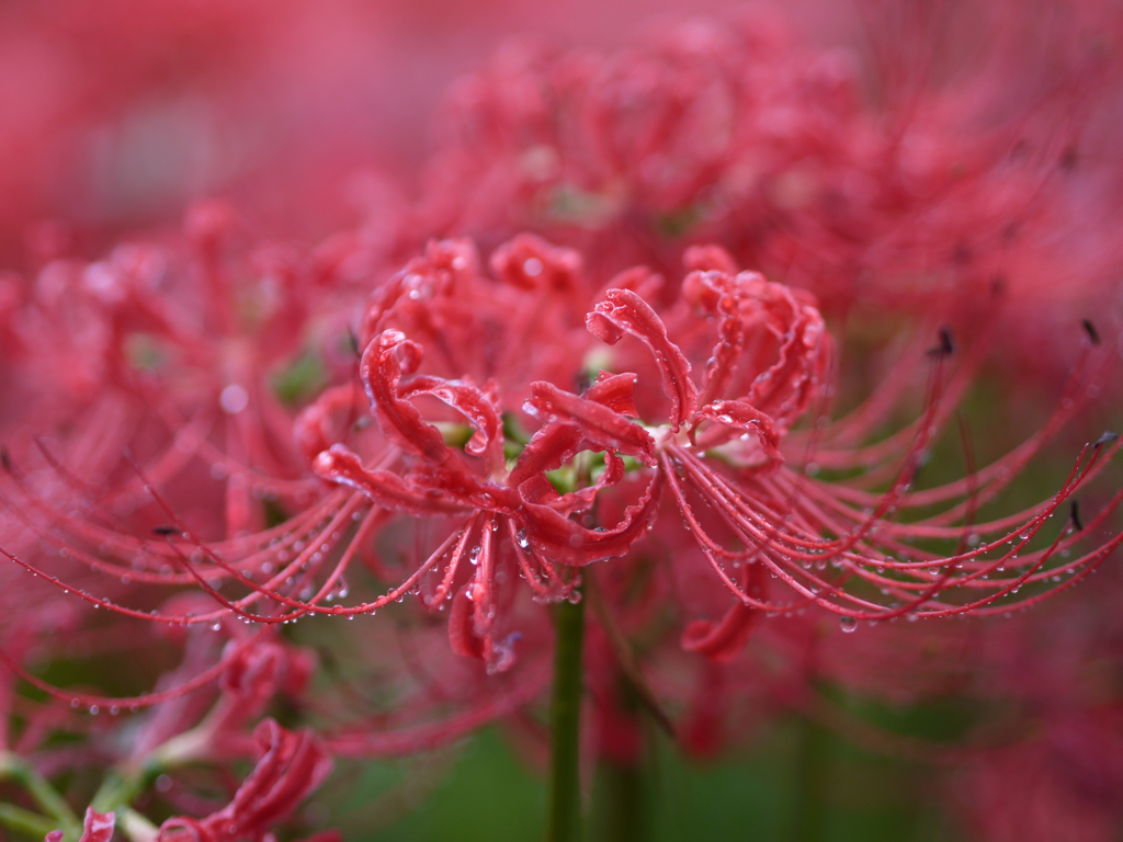 雨の曼珠沙華2