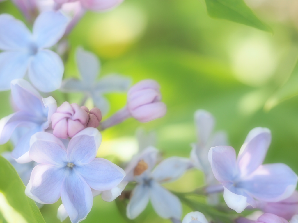 ライラックの花