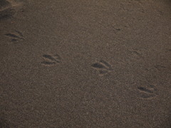 てけてけ。