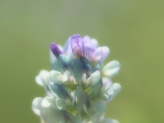 河原の雑草♪