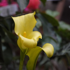 お花