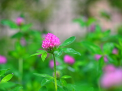 紫詰草