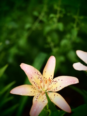 薄紅色のユリ