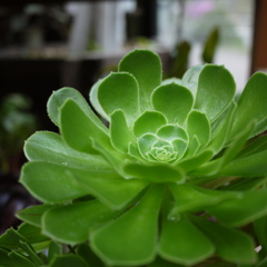 植物