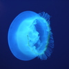クラゲ