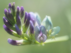 河原の雑草♪♪